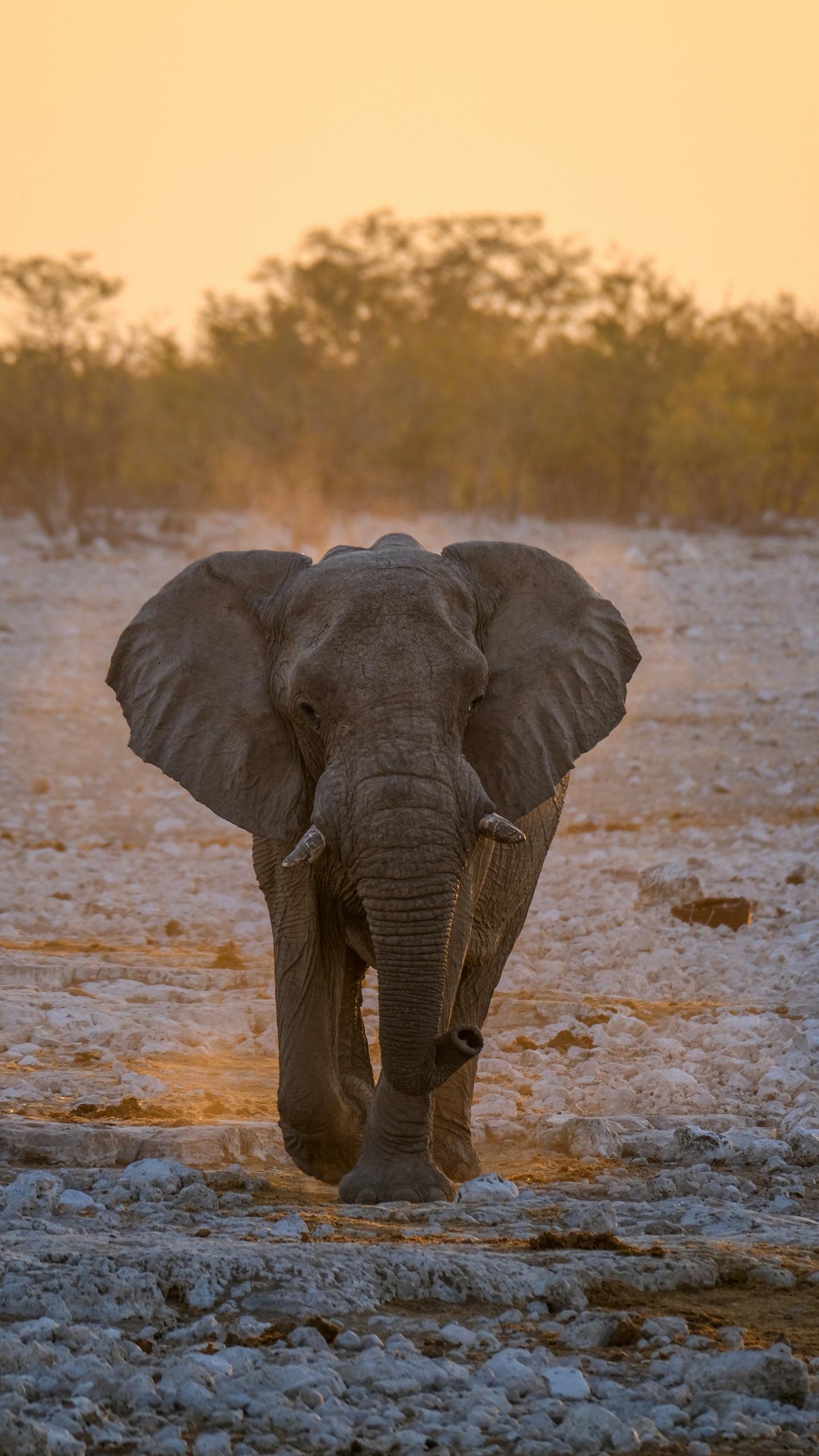 Trunk Acrobat