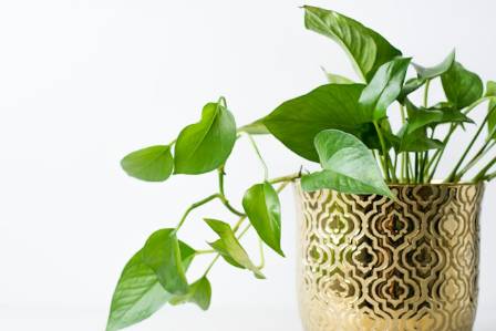 Pothos Plant Care: The Easiest Trailing Houseplant