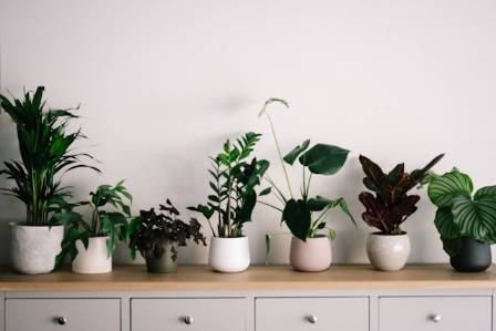 Best Indoor Plants for Your Health