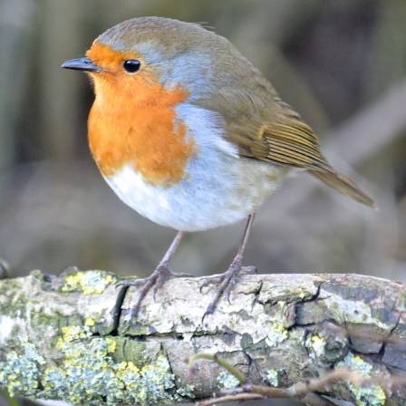 10 Intriguing Insights Into the American Robin