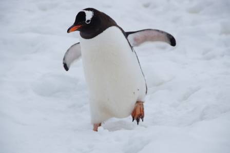 5 Fascinating Facts About Penguins