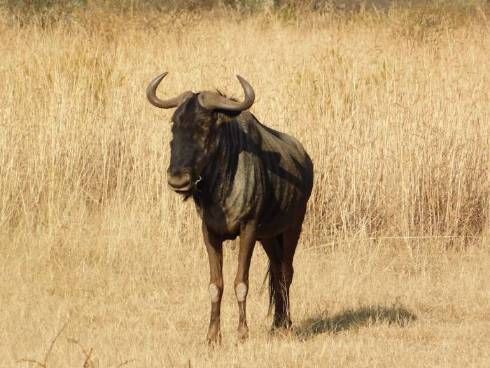 The Speed Demons of the Animal Kingdom: Top 10 Swiftest Creatures on Earth