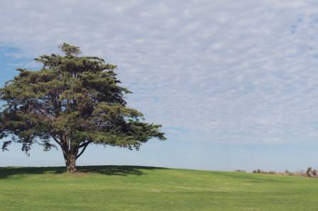 Trees in Grasslands