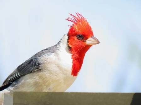 Red-Headed Vulture: The Guardian of Nature’s Cleanup Crew