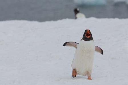 5 Penguin Species You Won’t Want to Miss When Traveling!