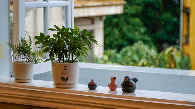 Best Plants You Can Grow on Your Windowsill
