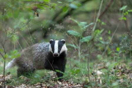 The fascinating lives of badgers