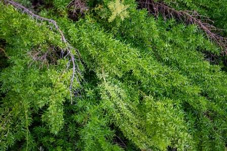 How to Grow and Care for Asparagus Fern