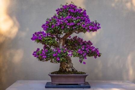 Top 5 Bonsai Tree Home Decor Ideas