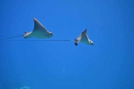 Sting Rays at California State Beaches