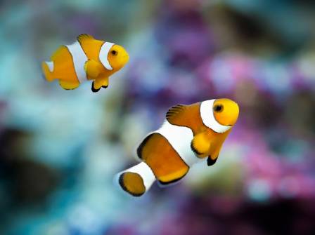 What is the Coolest Saltwater Aquarium Fish