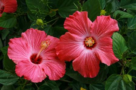 The Ultimate Guide to Hibiscus Care