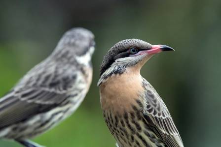 The Honeyeater: Australia's Nectar-Loving Aviators