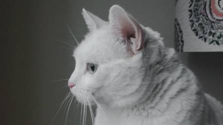 Easy Cat Drawing