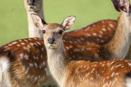 The sika deer : A fascinating species native to East Asia