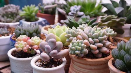 Planting Succulents in 7 Simple Steps for Beginners