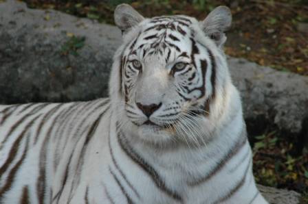 The White Tiger: Genetics, Myths, and Conservation—Unveiling Nature’s Rare Marvel