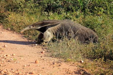 How Long Is a Tamandua’s Tongue? 