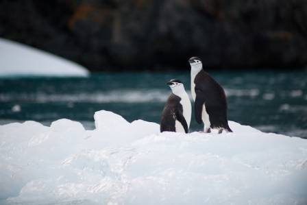 Interesting Facts about Penguins