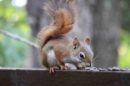 Agile Squirrels: Secrets of the Wild