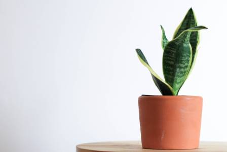The Tale of the Snake Plant