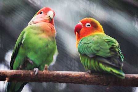 Best parrots to have as pets