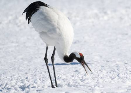 The Majestic Red-Crowned Crane
