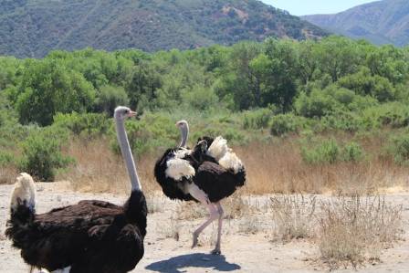 5 Fascinating Facts About the Ostrich: The World’s Largest Flightless Bird
