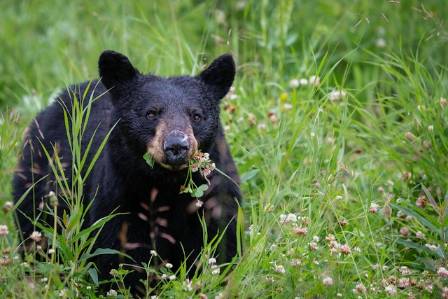 Biological Information on the Asiatic Black Bear