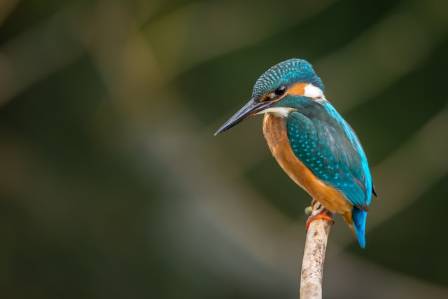 Overview of the Belted Kingfisher