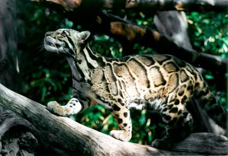 Meet the acrobatic clouded leopard