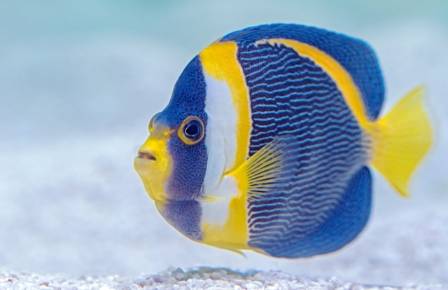 Easy-to-Care-For Saltwater Fish for Beginners