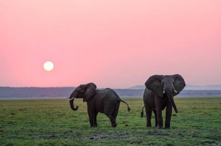 14 Entertaining Realities Regarding Elephants