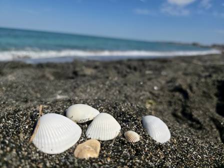 Beachcombing & Seashells