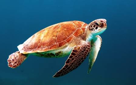 Ten Tremendous Facts That Prove Sea Turtles Are Absolute Wonders of the World