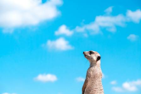 Discovering the Fascinating World of Meerkats