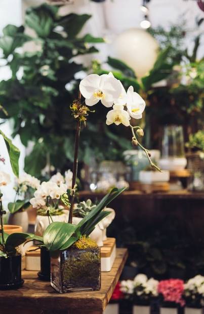 Fostering Positive Vibes: 5 Plants to Elevate Your Home's Energy