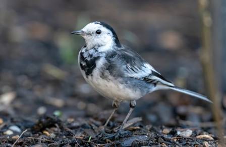 The ubiquitous White Wagtail