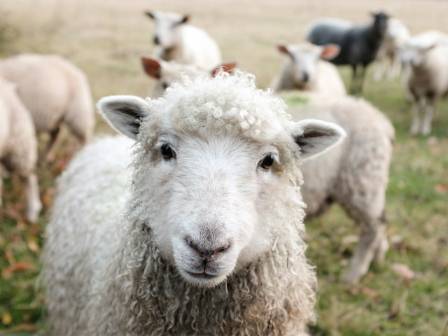 Sheep in nature
